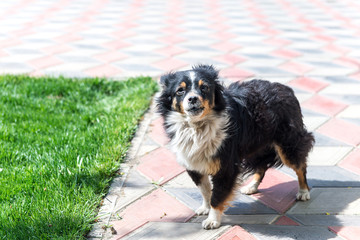 Dog guarding the yard of the robbers. Canine. Outdoor dog.