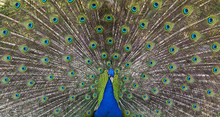 Fototapeta premium tavus kuşu