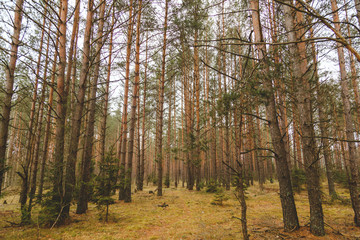Pine-tree forest inside view.