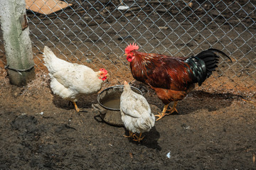 Курицы и петухи на домашнем подворье