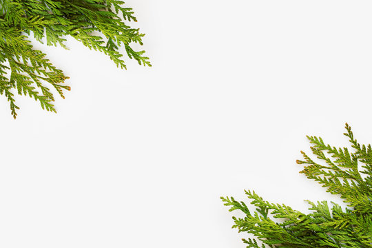 Clear white background with thuja branches. Place for text. Flat lay.