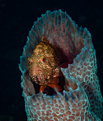 A Grouper (Serranids: Serranidae) watches the world from the hide of an azure vase sponge, Slagbaai...
