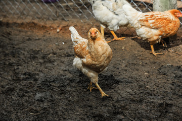 Курицы и петухи на домашнем подворье
