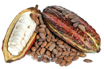 cacao fruits with roasted cacao beans isolated on white background