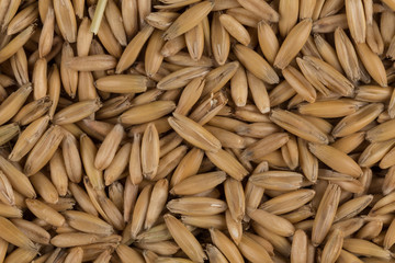 natural oat grains background, closeup