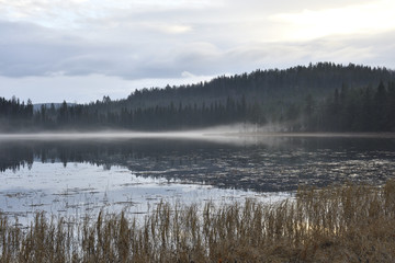 Fototapeta premium View over a lake with fog and reflections from forest and sky and seaweed in foreground, picture from the North of Sweden.