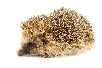 Young European Hedgehog