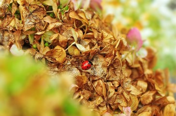 Biedronka na zasuszonych kwiatach hortensji © polmus