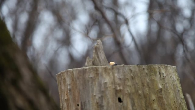 m&eacute;sange &agrave; t&ecirc;te noire