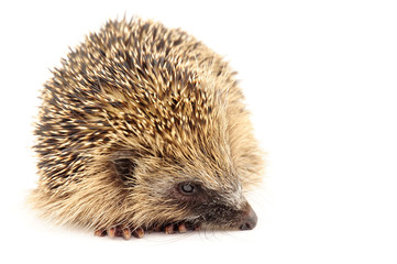 Young European Hedgehog
