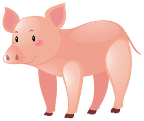 Pink pig on white background