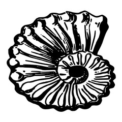 A sketch of a shell of a clam