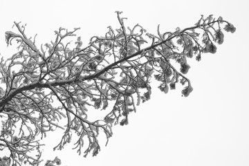 A branch of a tree covered with fluffy snow