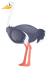 Ostrich on white background