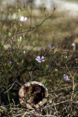 Lila-weiße Blume vor Walnußschale - Makro mit Bokeh