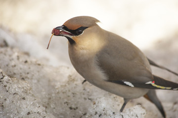 Waxwing eating frozen fruits of wild apple trees.