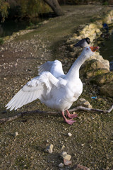 Goose with wings open