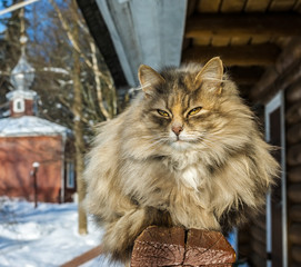 A cat basks in the sun in winter afternoon