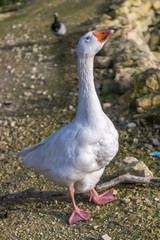 Angry Goose
