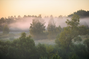 View of the foggy forest