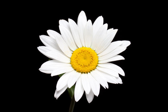 Camomile, white daisy flower isolated on black