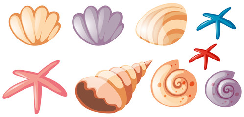 Different types of seashells