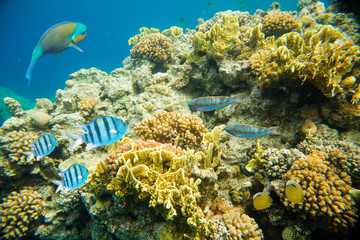beautiful and diverse coral reef of the red sea with fish