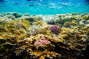 Fototapeta na wymiar beautiful and diverse coral reef of the red sea with fish