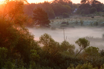 dense morning fog in a summer forest