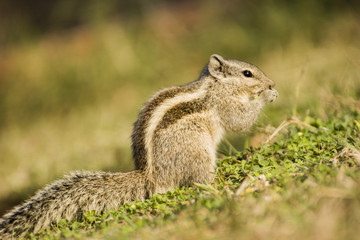 squirrels in the wild