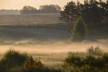 forest road in the morning mist.