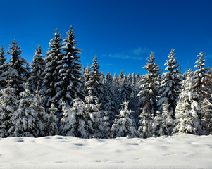 Tief verschneite unberührte Winterlandschaft, schneebedeckte Tannen, funkelnde Schneekristalle