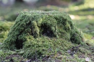 BeOut in Woods