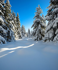 Tief verschneite unberührte Winterlandschaft, schneebedeckte Tannen, funkelnde Schneekristalle
