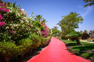 Fototapeta premium beautiful park with flowers and palm trees in the summer 