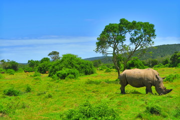 Naklejka premium Safari South Africa Sibuya rhino