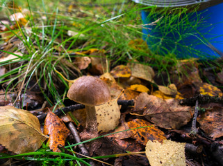 boletus mushroom grows on a glade in the autumn forest