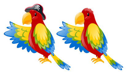 Two parrot with colorful feather