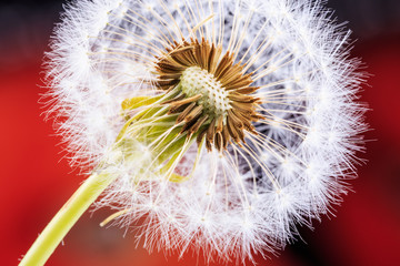 Taraxacum officinale on a red blurred background.