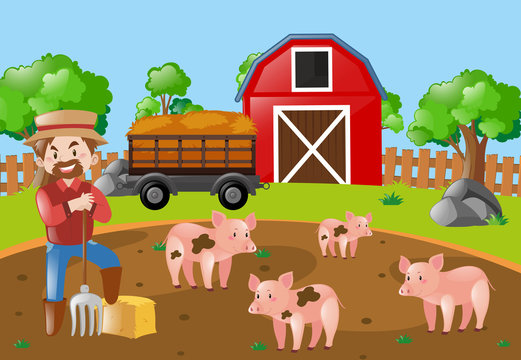 Farmer and pigs in the mud field