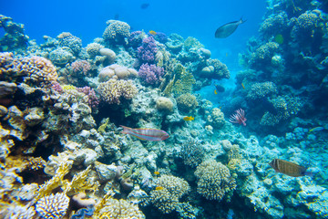 Plakat beautiful and diverse coral reef with fish of the red sea in Egypt, shooting under water