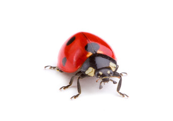Ladybug isolated on white background © Alexstar