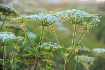 Spot CAPE NOSAPPU Japan