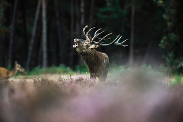 Roaring red deer stag with big antlers standing in heath. Nation