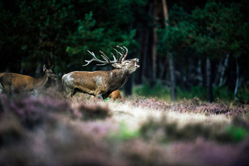 Roaring red deer stag in rut. National Park Hoge Veluwe.