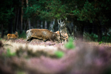 Red deer stag tossing with antlers in rutting season. National P