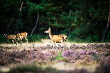 Naklejka na ściany i meble Alert red deer doe standing in heath. National Park Hoge Veluwe.