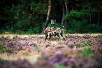 Red deer scratching with antlers in rutting season. National Par