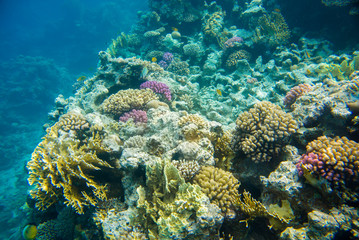 Naklejka na ściany i meble beautiful and diverse coral reef with fish of the red sea in Egypt, shooting under water