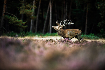 Roaring red deer in mating season. National Park Hoge Veluwe.